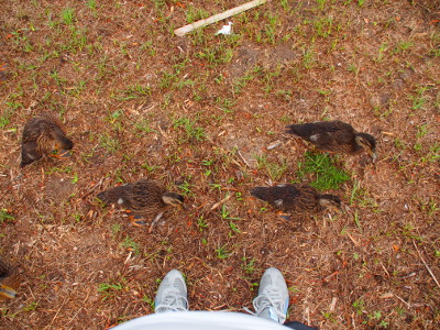 [At the bottom edge of the photo is part of my shirt and my two shoes and I held the camera toward the ground. The two nearest ducklings are within six inches of my shoes. ]